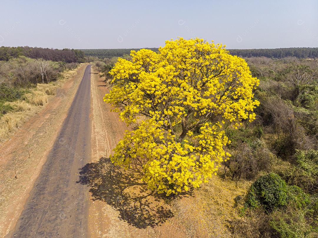 Ipê amarelo arvore estrada deserta Imagem JPG