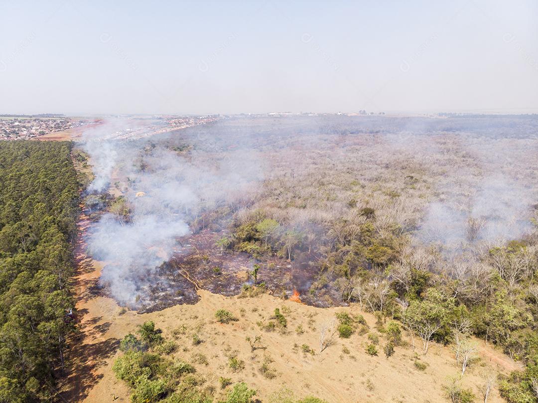 Arvores floresta pegando fogo Imagem JPG
