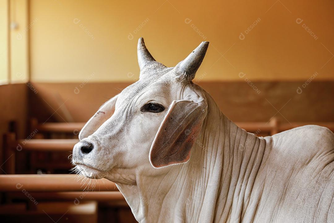 Animal bovino criaçao gado fazenda Imagem JPG