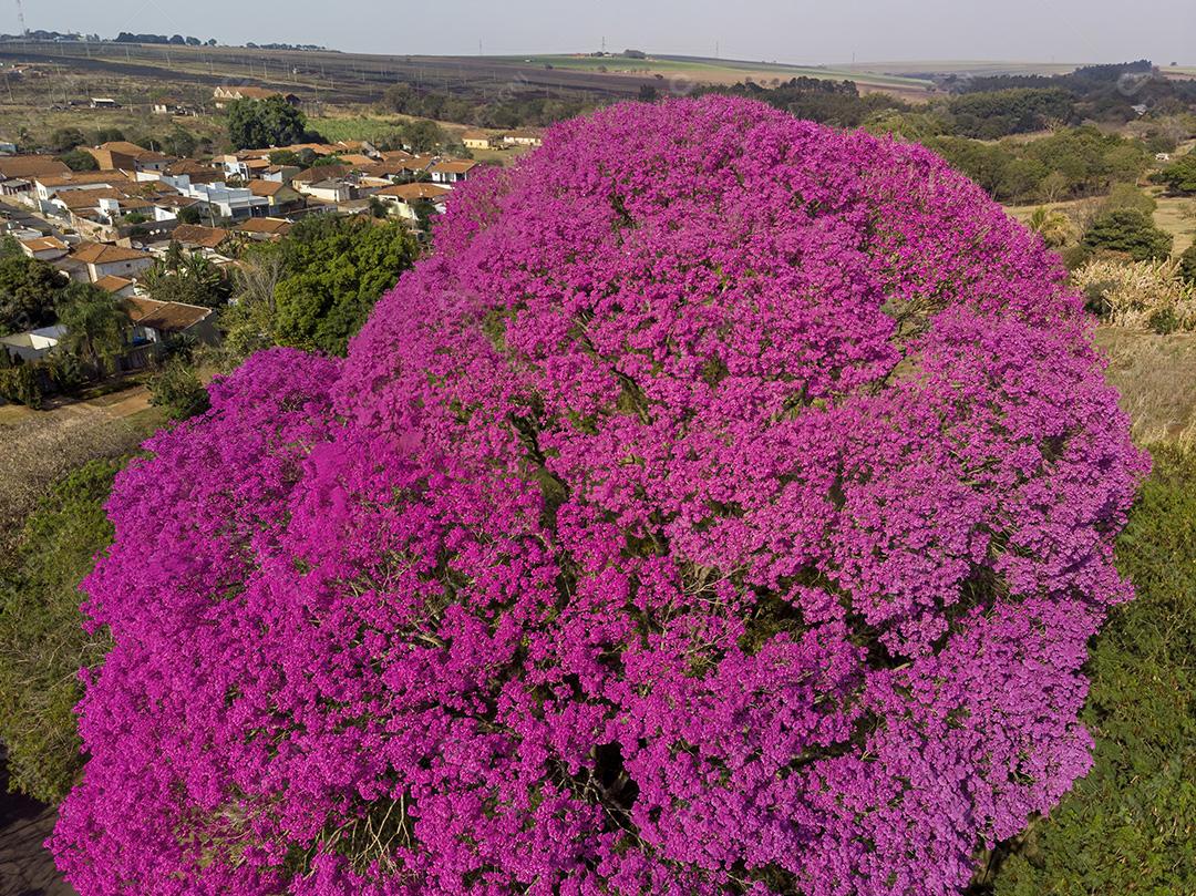 Ipê Roxo Arvores Planta Vista Aerea Imagem JPG