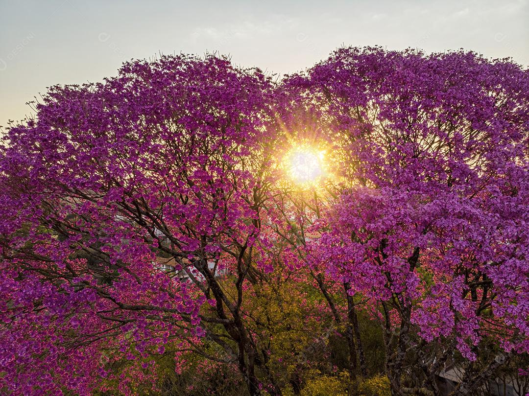Ipê Roxo Arvores Planta Vista Aerea Imagem JPG
