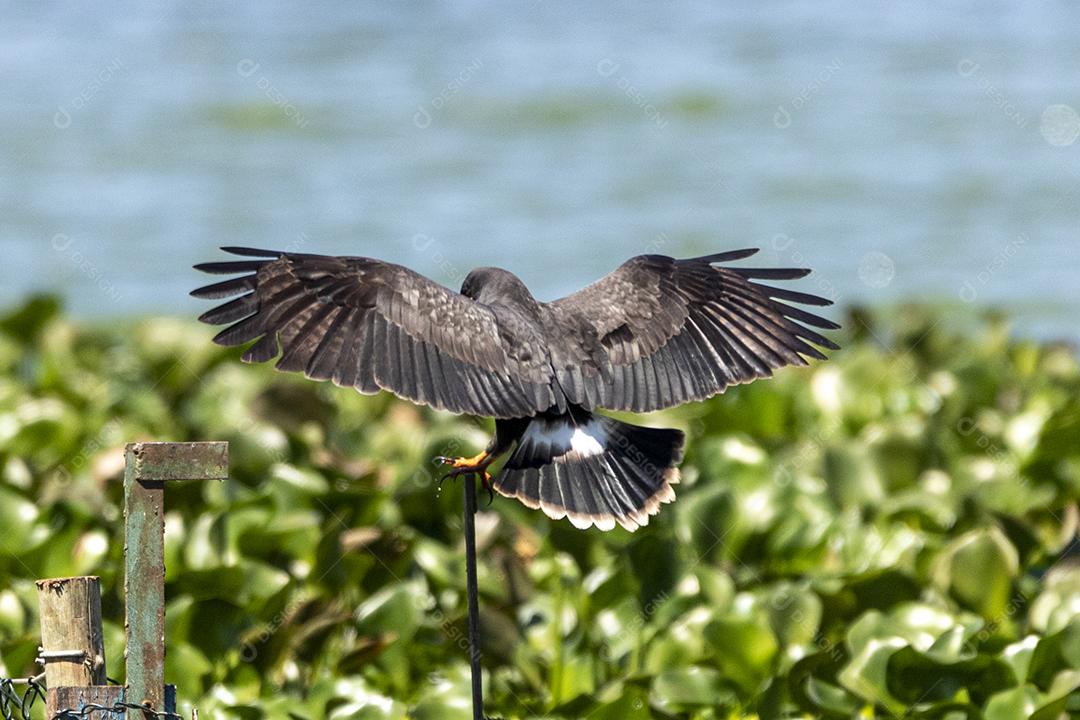 Ave passaro lago Imagem JPG