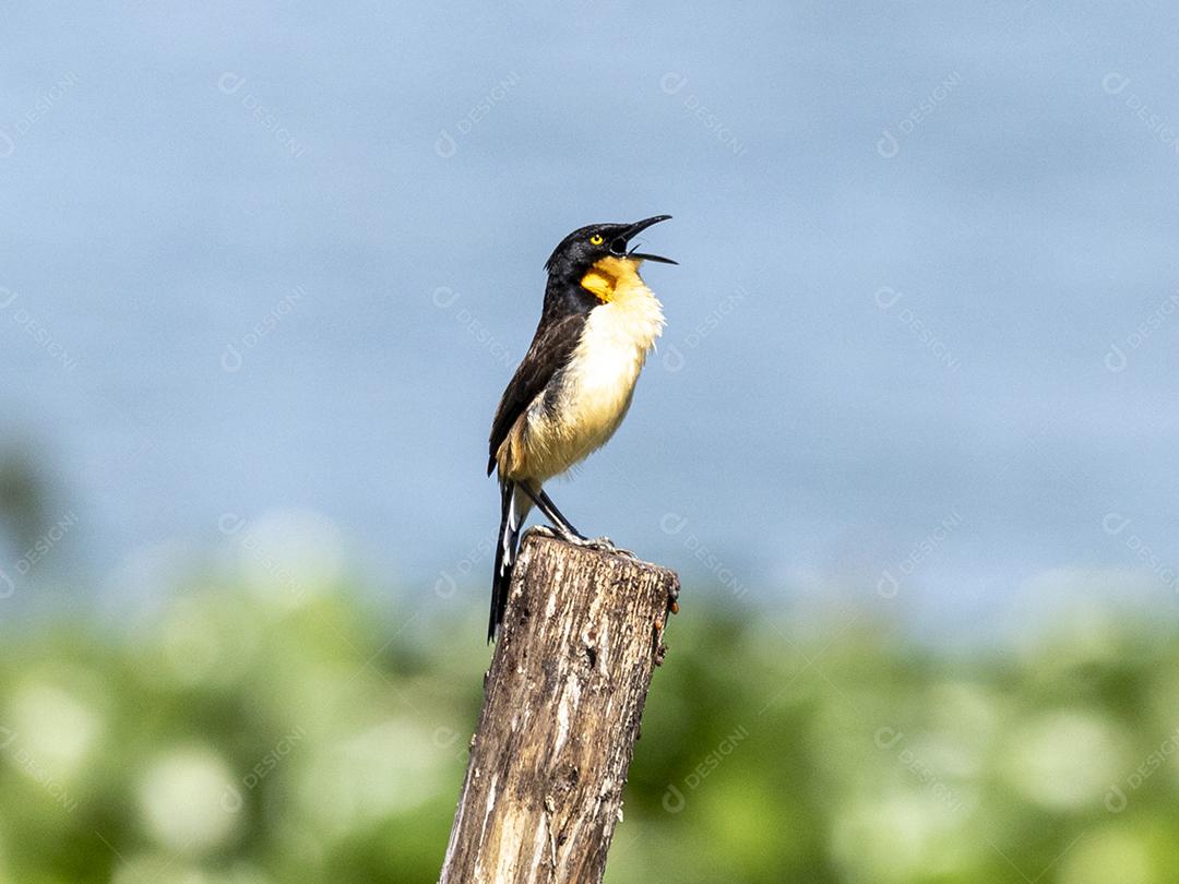 Ave passaro lago Imagem JPG