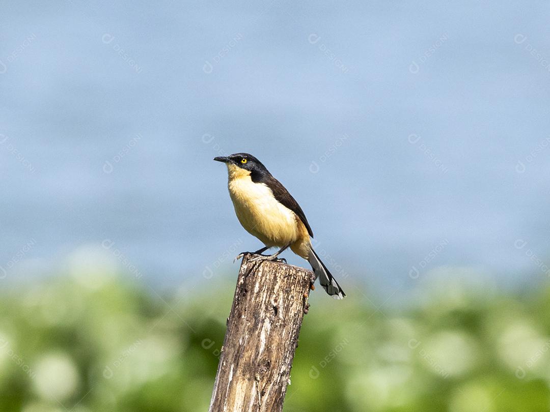 Ave passaro lago Imagem JPG