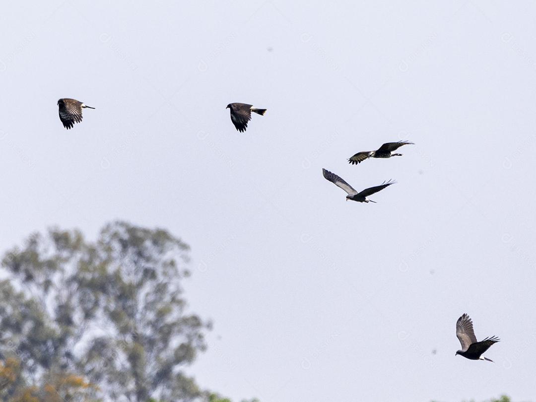 Ave passaro lago Imagem JPG