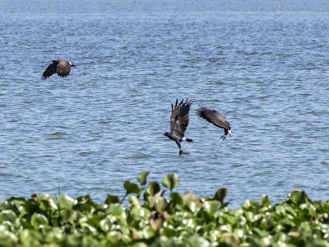 Ave passaro lago Imagem JPG