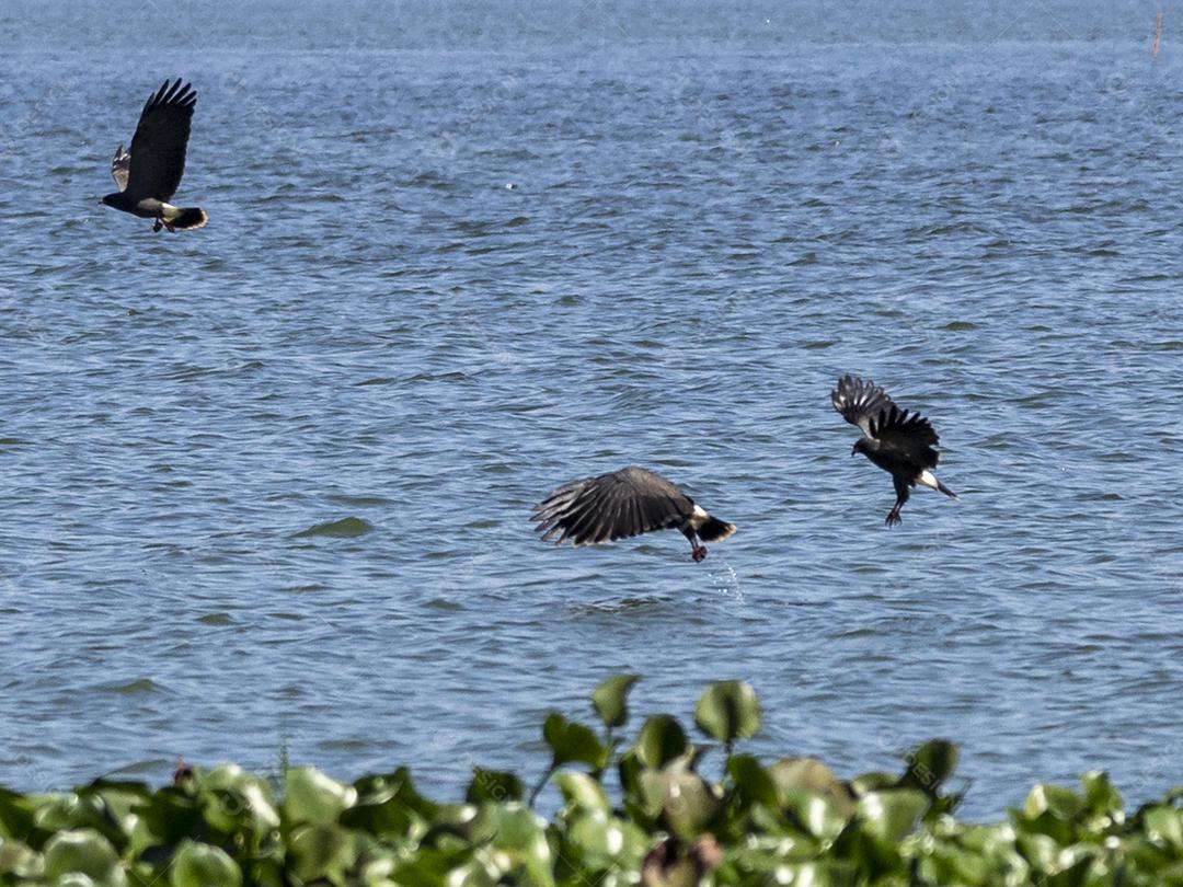 Ave passaro lago Imagem JPG