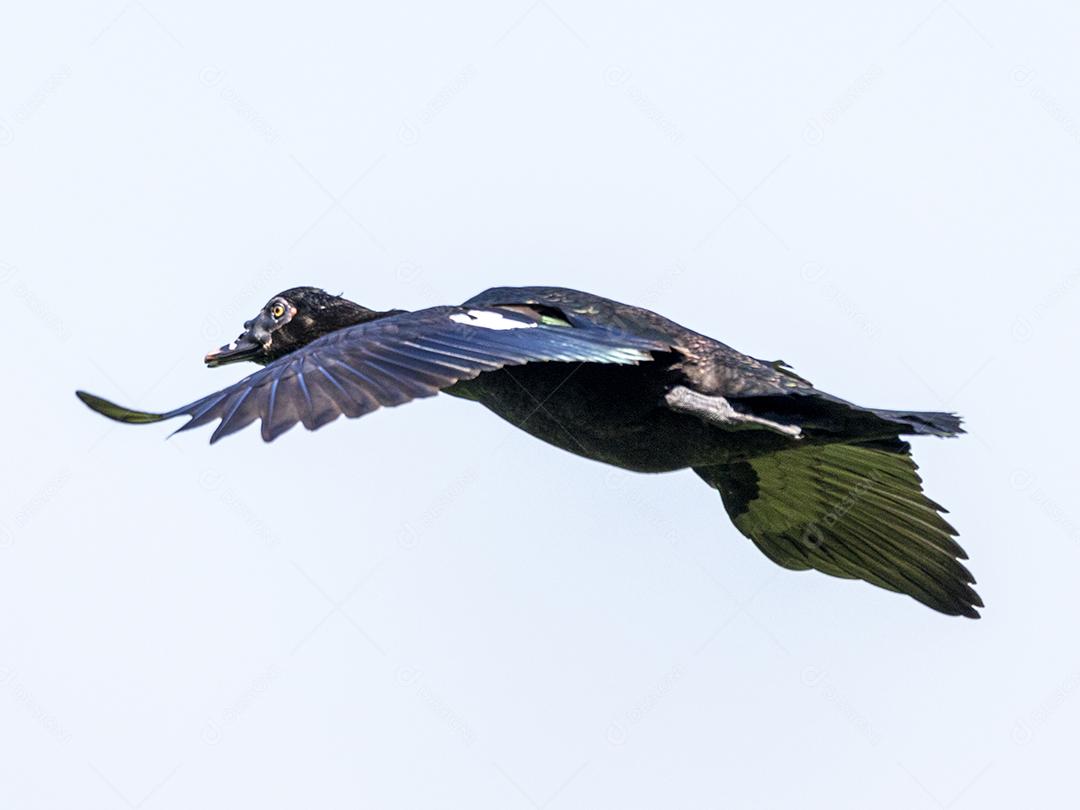 Ave passaro lago Imagem JPG