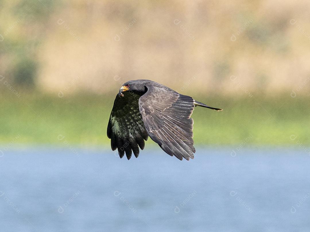 Ave passaro lago Imagem JPG