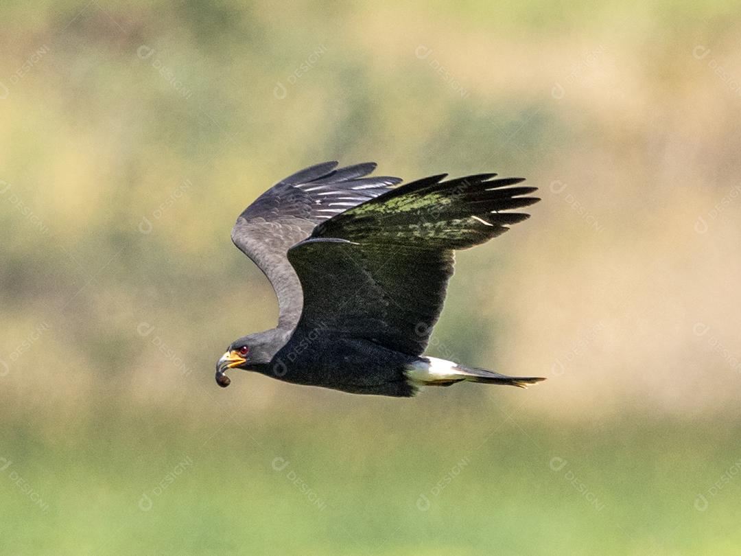 Ave passaro lago Imagem JPG