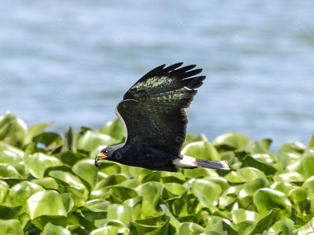 Ave passaro lago Imagem JPG