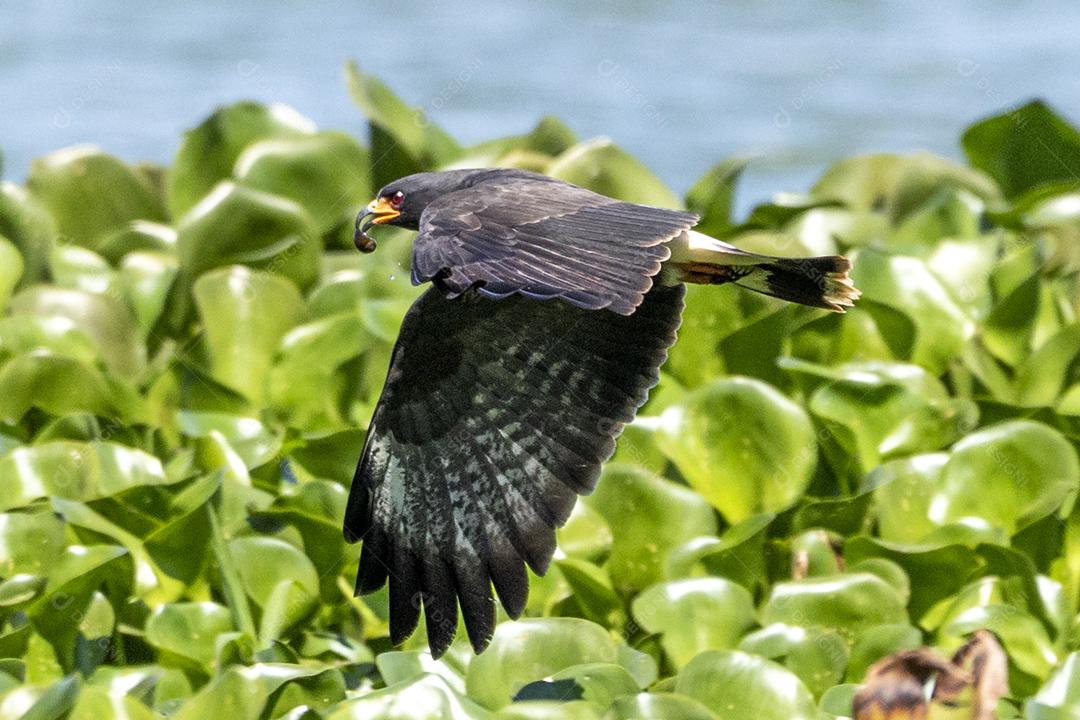 Ave passaro lago Imagem JPG