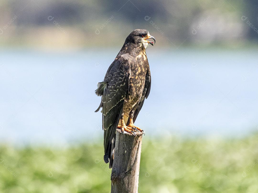 Ave passaro lago Imagem JPG