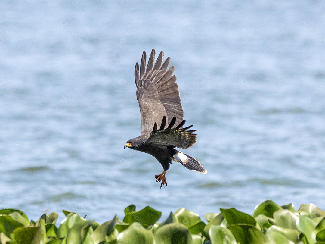 Ave passaro lago Imagem JPG