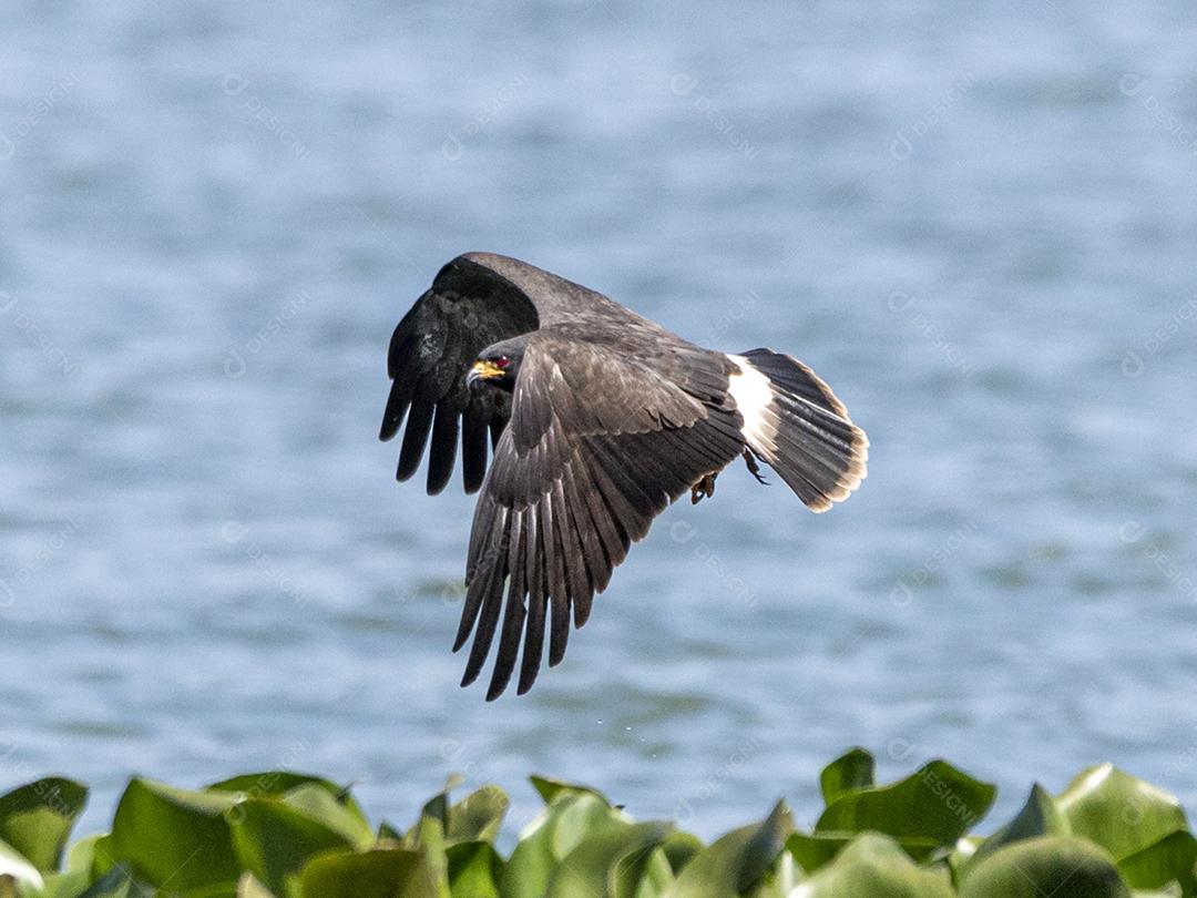 Ave passaro lago Imagem JPG