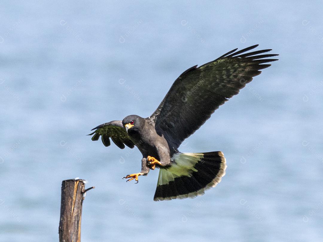 Ave passaro lago Imagem JPG