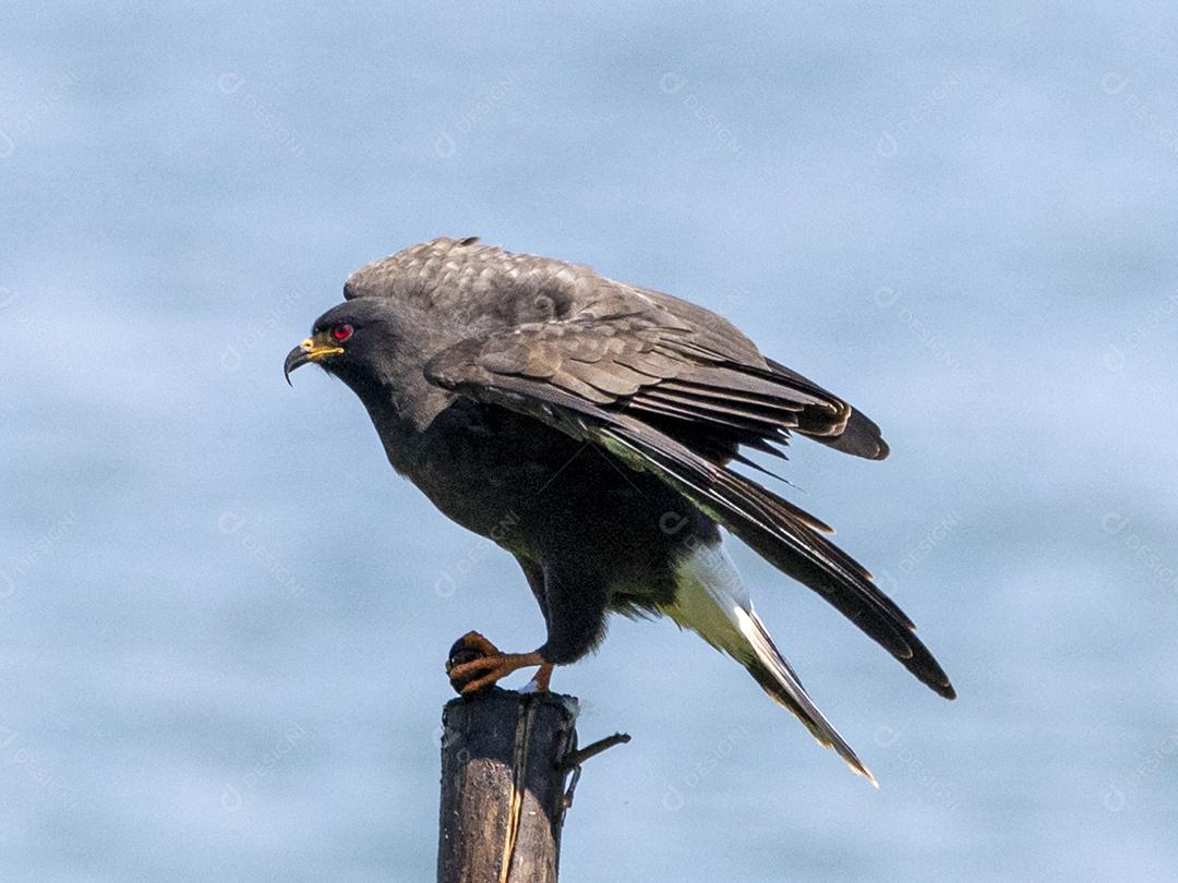 Ave passaro lago Imagem JPG