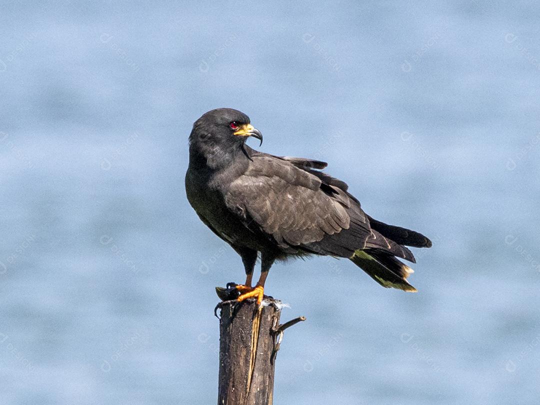 Ave passaro lago Imagem JPG