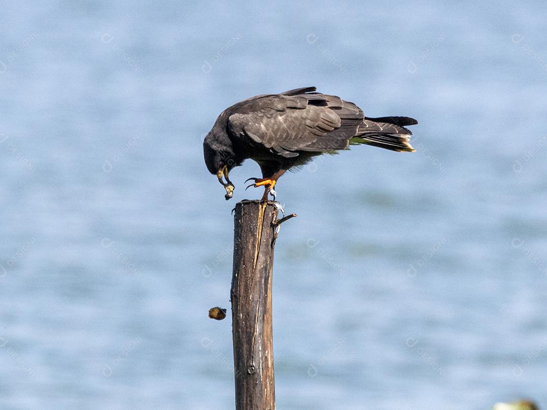 Ave passaro lago Imagem JPG