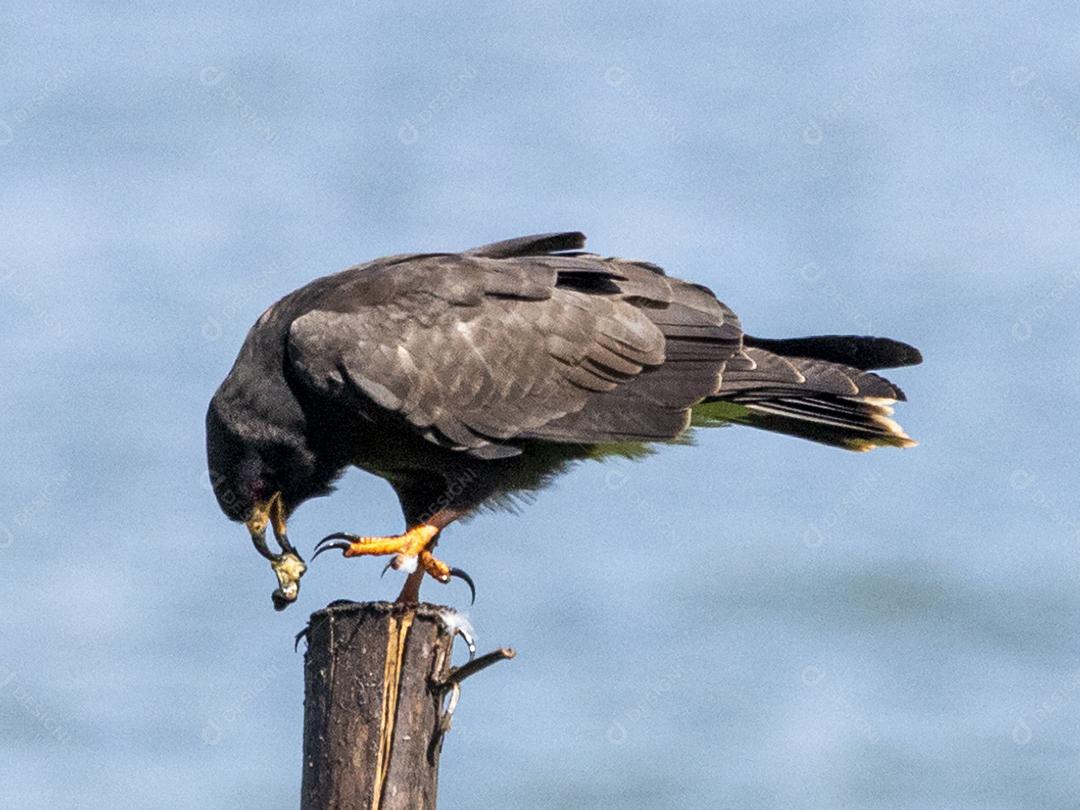 Ave passaro lago Imagem JPG