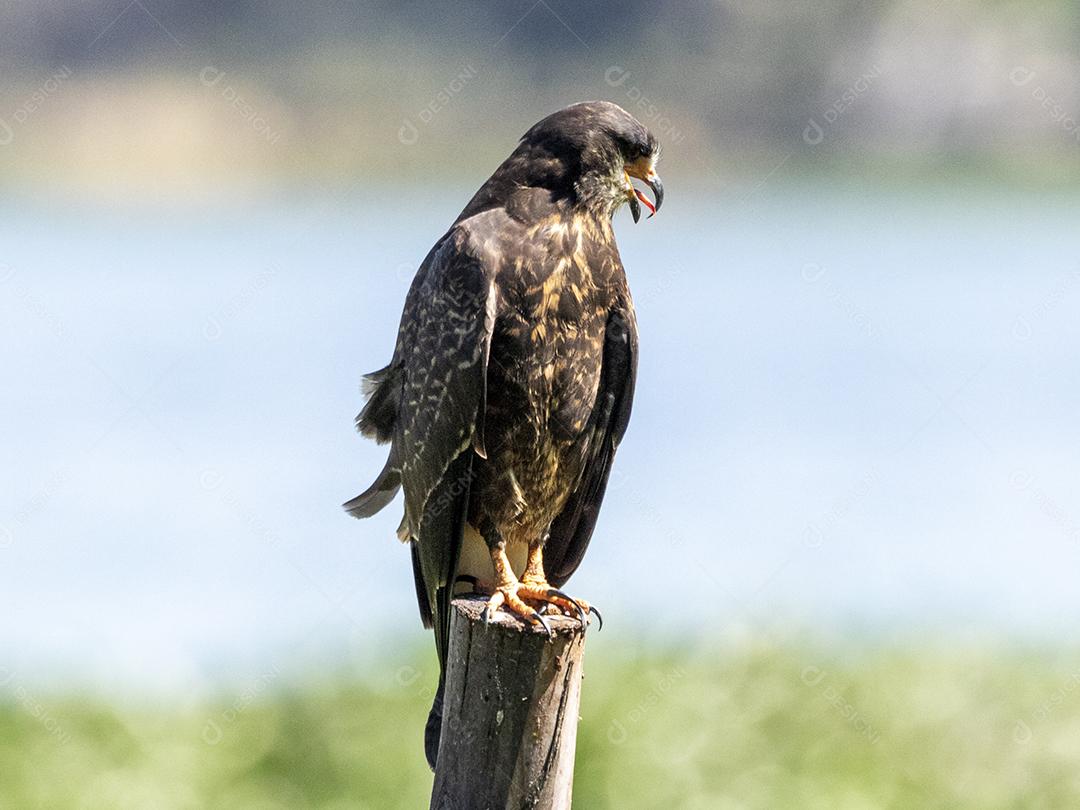 Ave passaro lago Imagem JPG