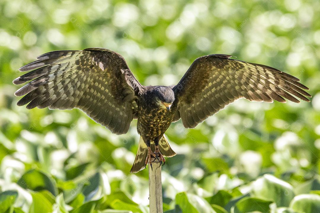 Ave passaro lago Imagem JPG