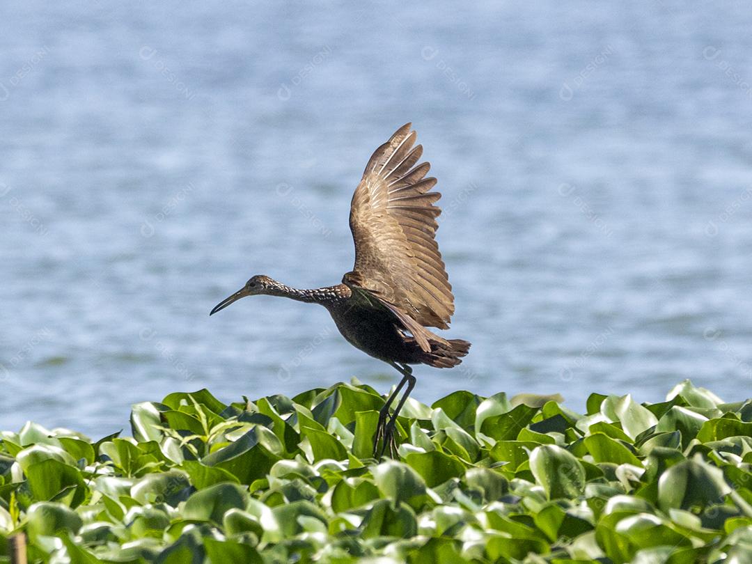Ave passaro lago Imagem JPG