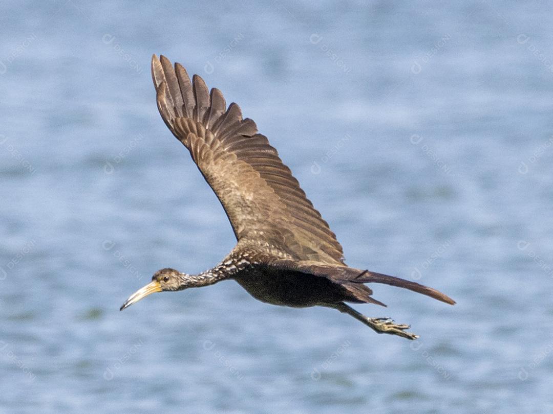 Ave passaro lago Imagem JPG