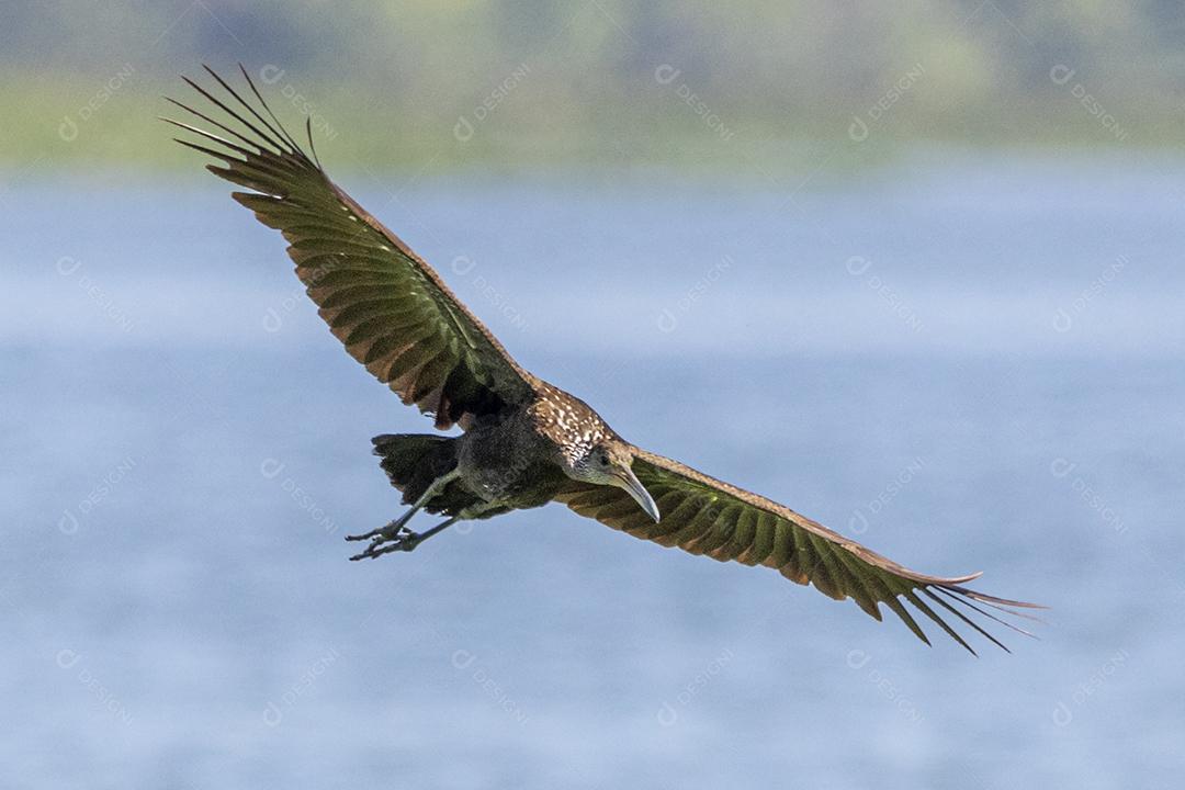 Ave passaro lago Imagem JPG