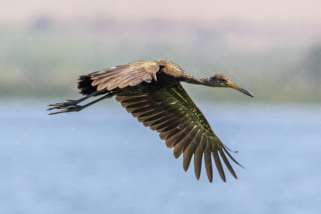 Ave passaro lago Imagem JPG