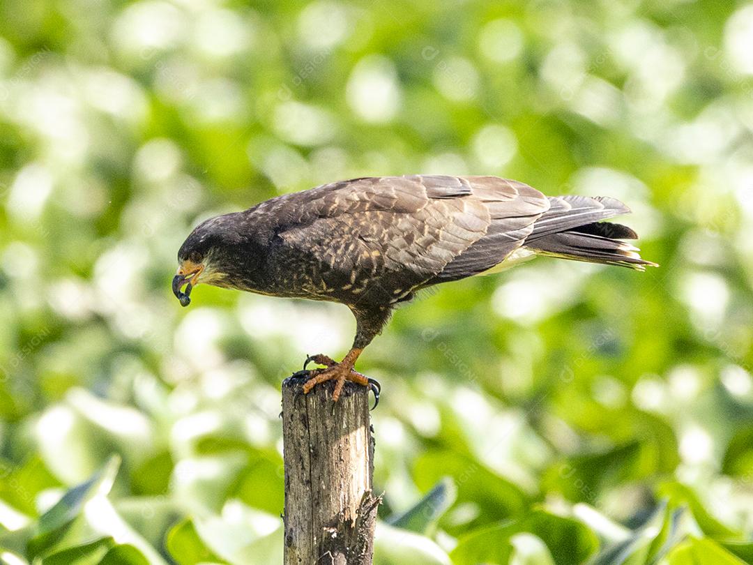 Ave passaro lago Imagem JPG