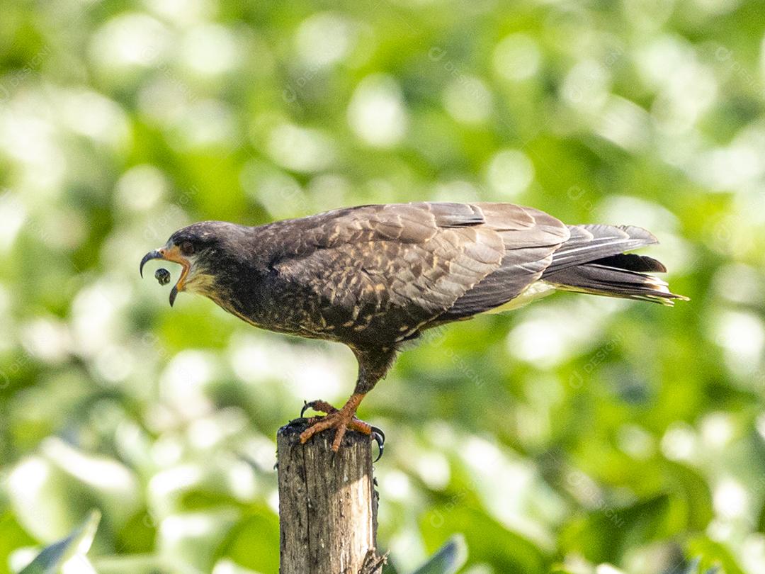 Ave passaro lago Imagem JPG