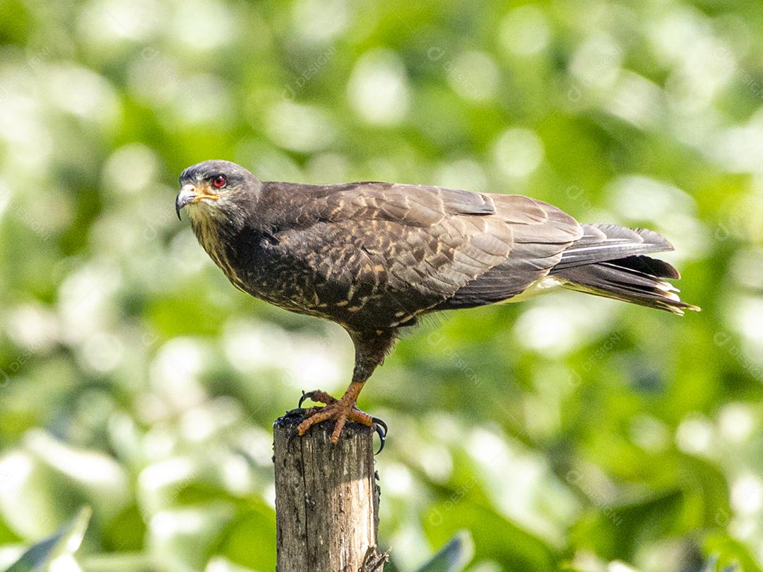 Ave passaro lago Imagem JPG