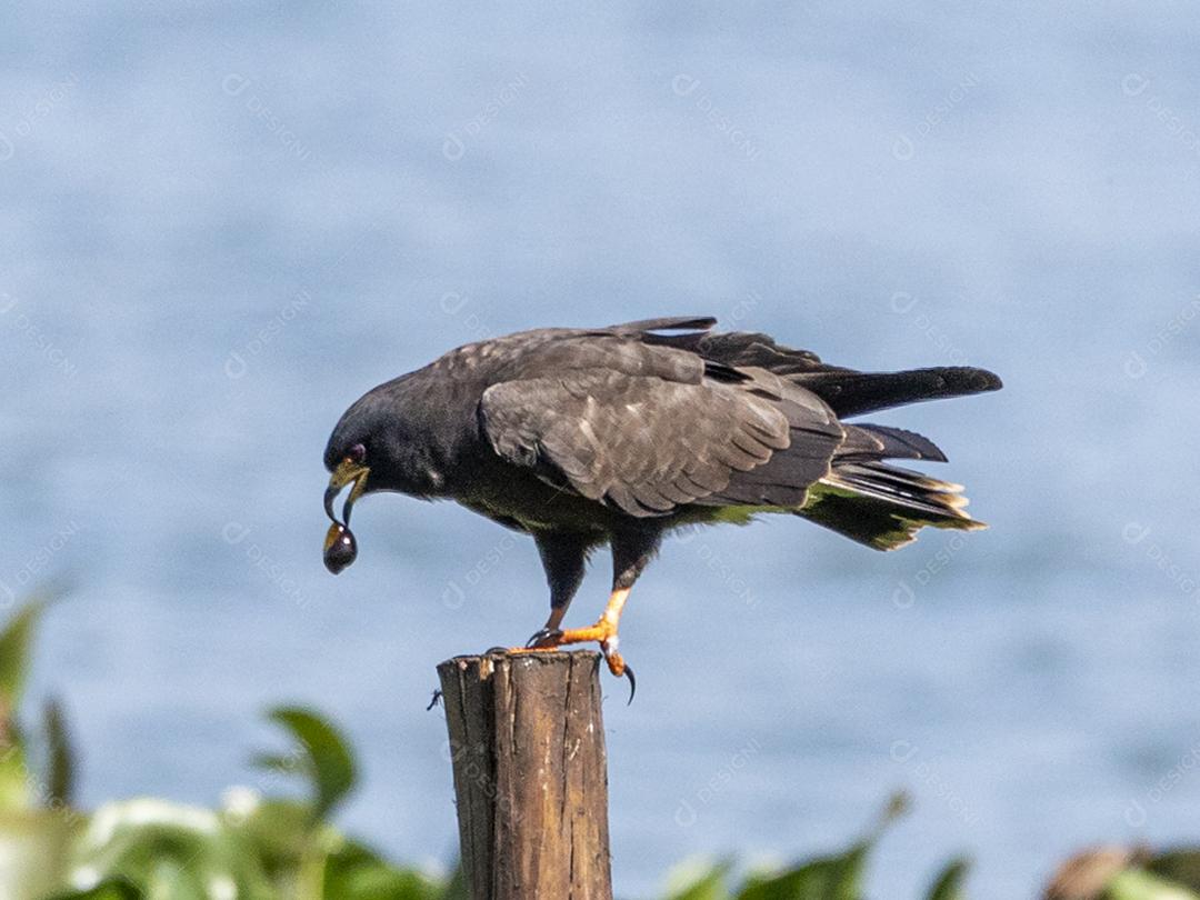 Ave passaro lago Imagem JPG