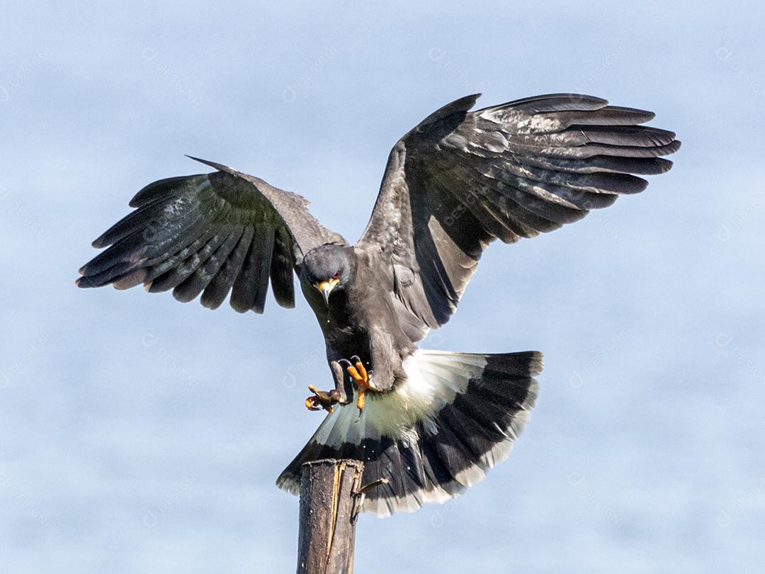 Ave passaro lago Imagem JPG