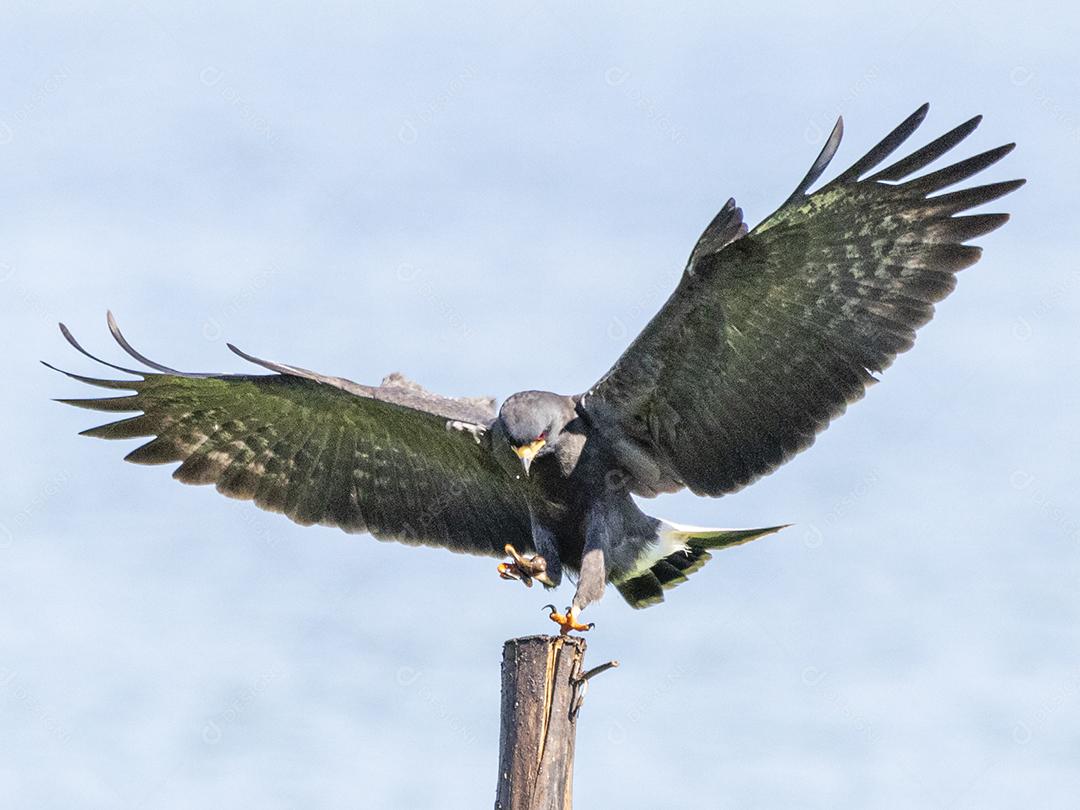 Ave passaro lago Imagem JPG