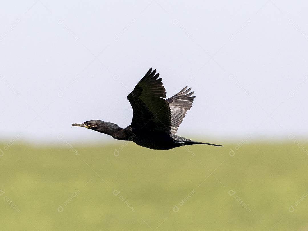 Ave passaro lago Imagem JPG