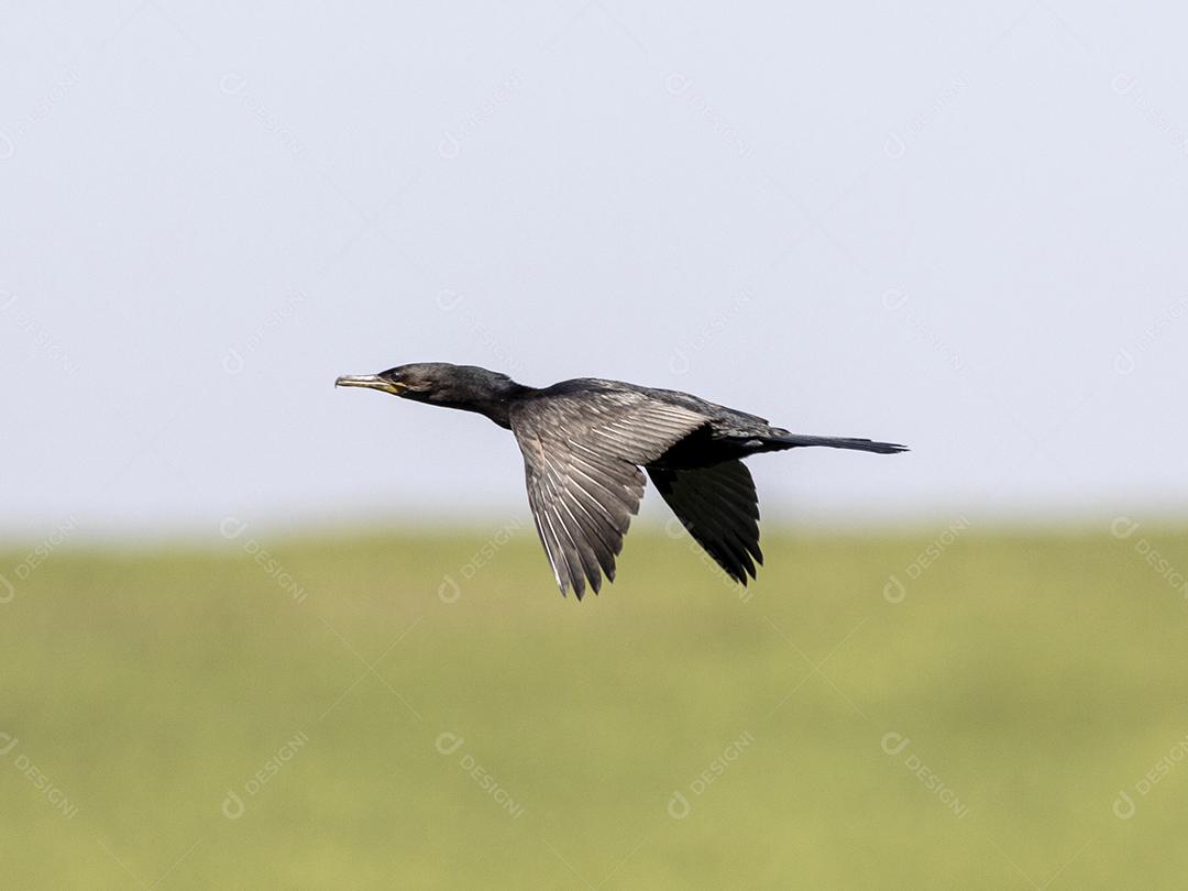 Ave passaro lago Imagem JPG