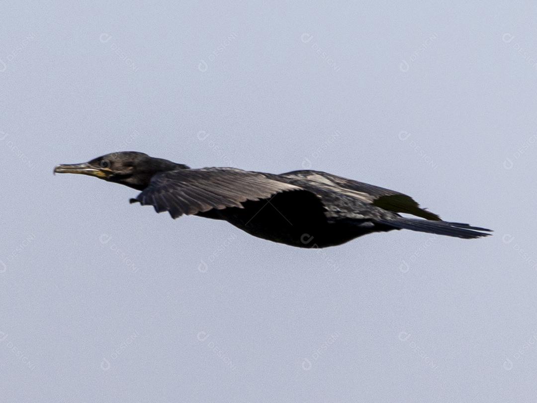 Ave passaro lago Imagem JPG