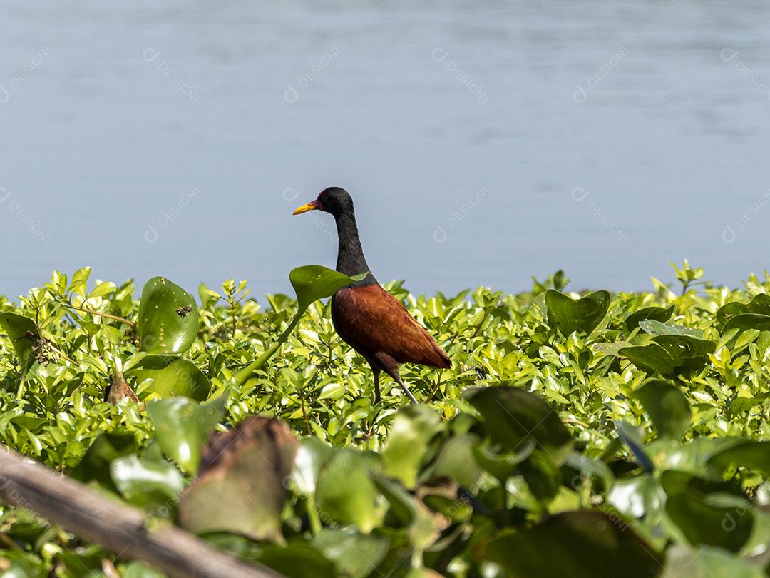 Ave passaro lago Imagem JPG