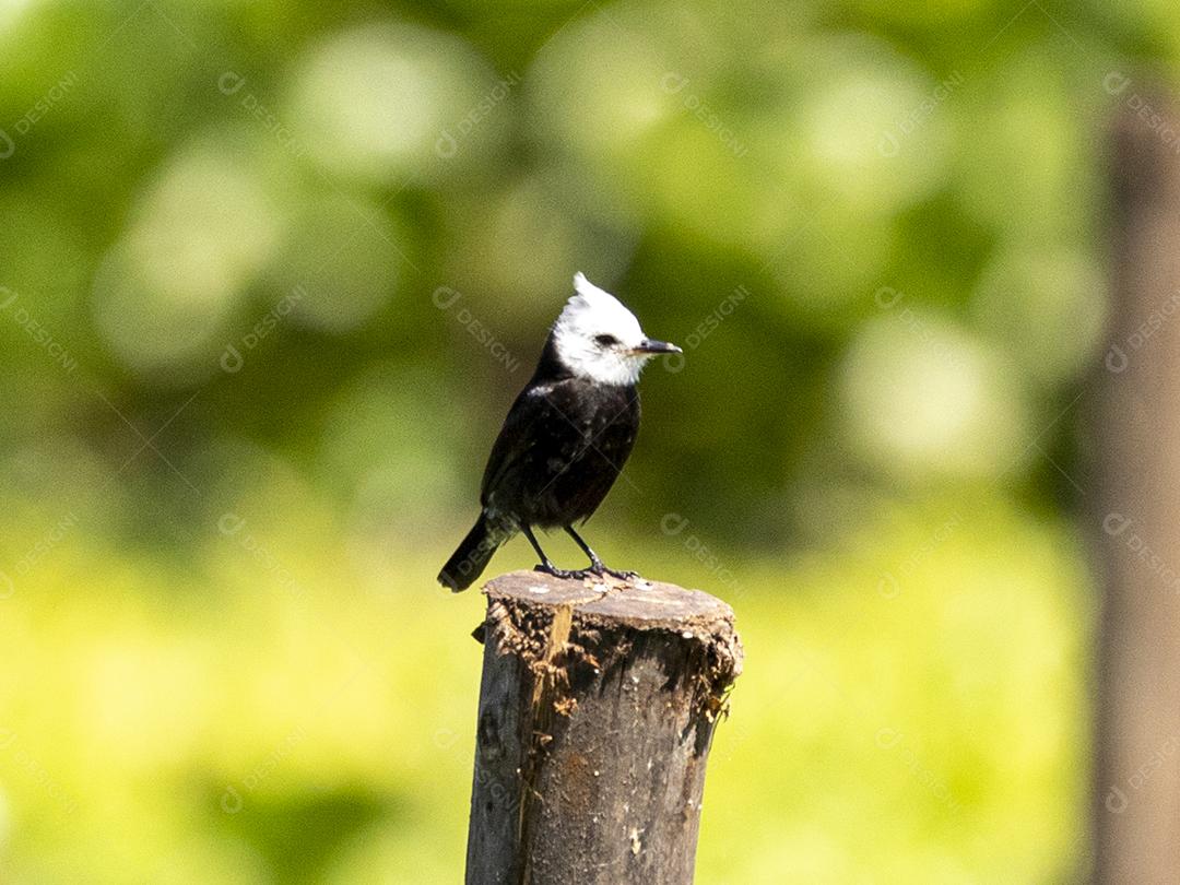 Passaro floresta aves Imagem JPG