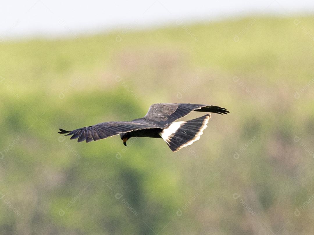 Passaro floresta aves Imagem JPG