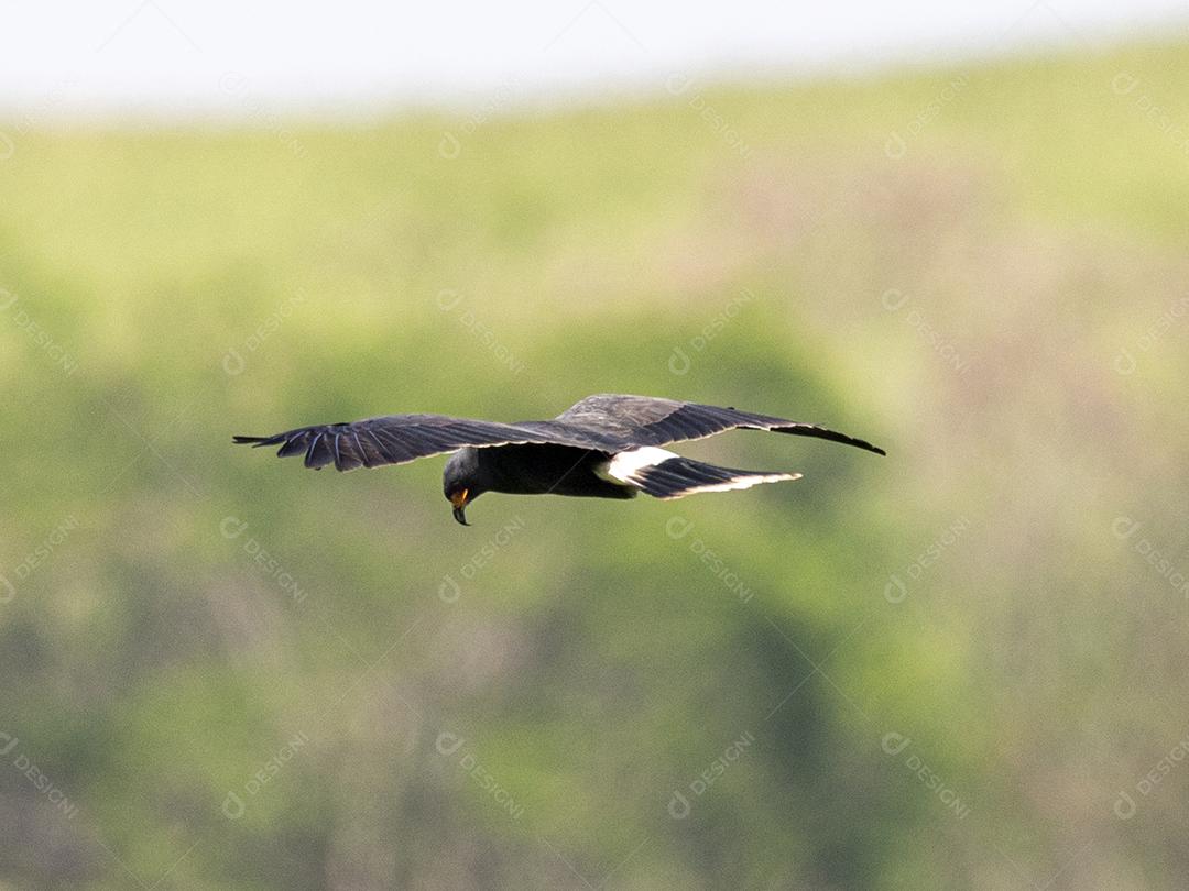 Passaro floresta aves Imagem JPG