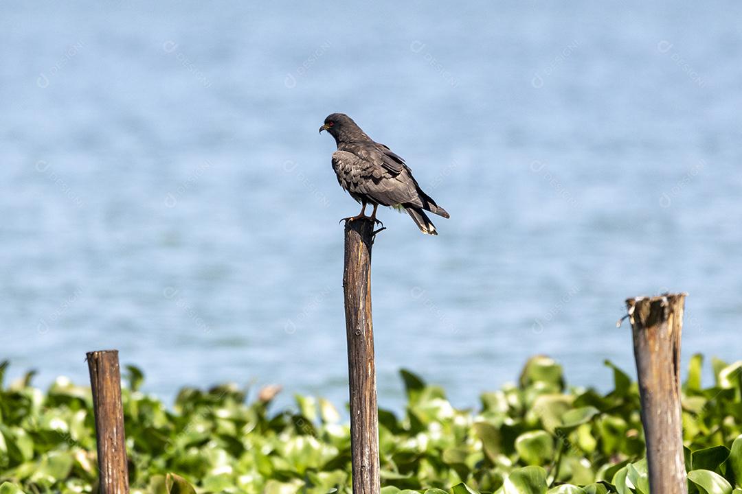 Passaro floresta aves Imagem JPG