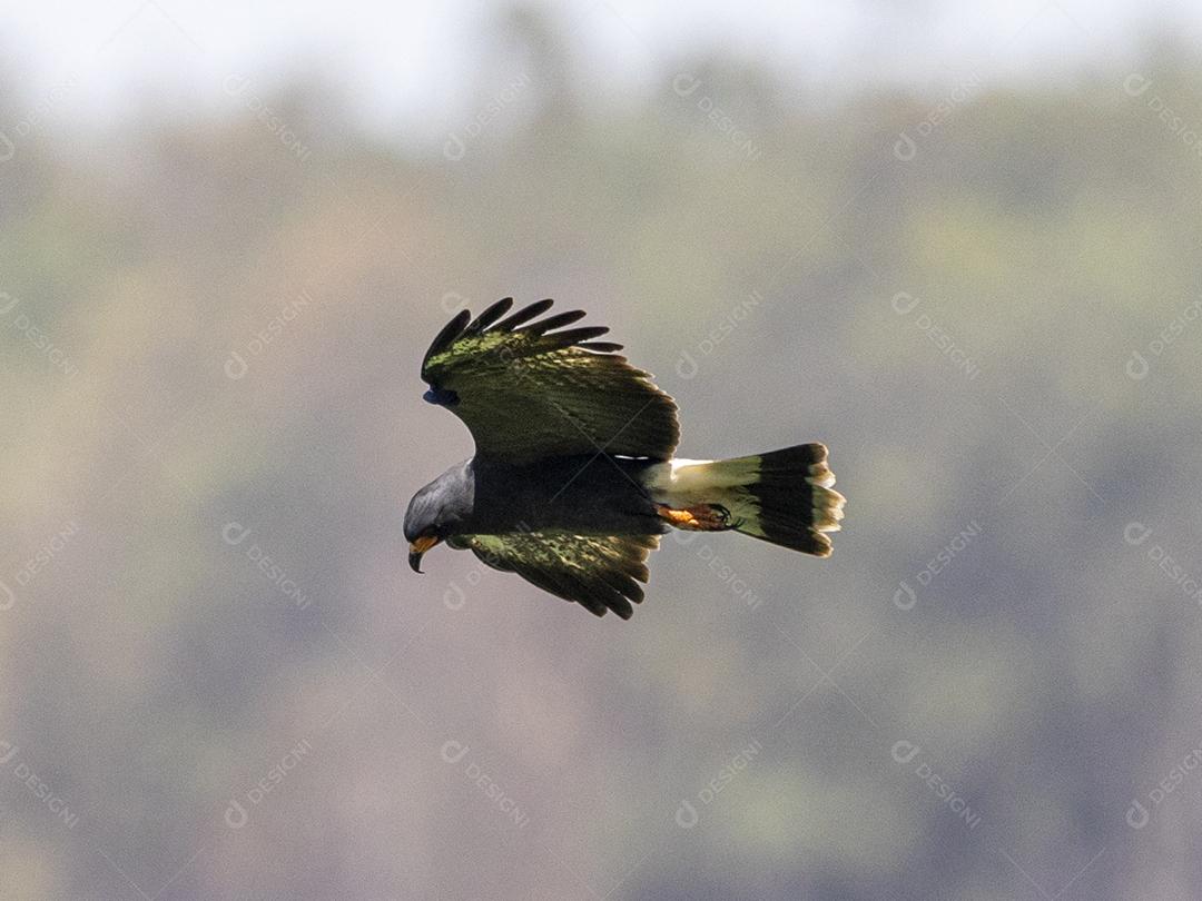 Passaro floresta aves Imagem JPG