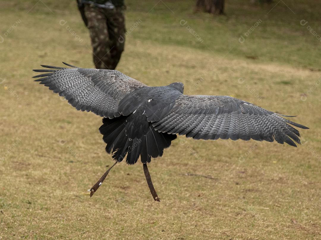 Geranoaetus melanoleucus passaro aves Imagem JPG