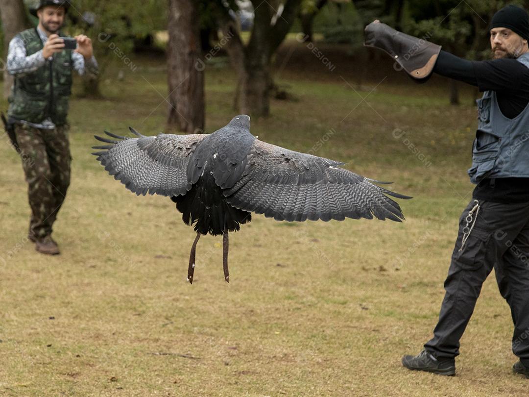 Geranoaetus melanoleucus passaro aves Imagem JPG