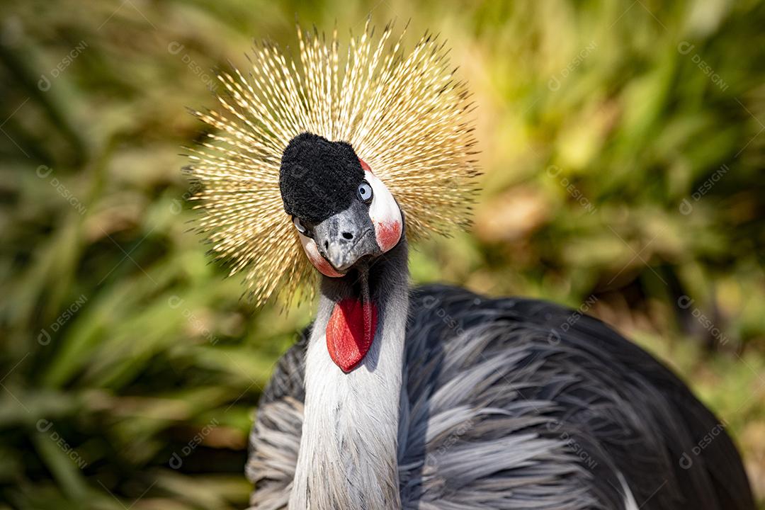 Grou coroado oriental aves passaro Imagem JPG