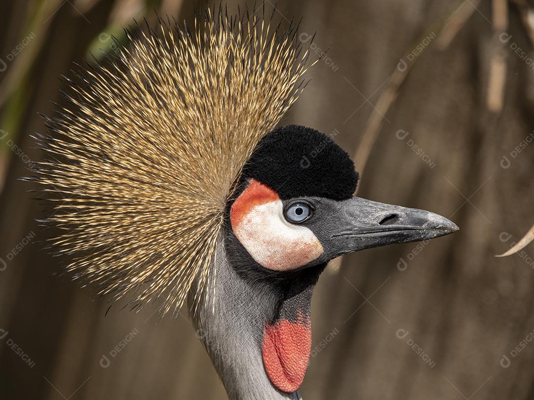 Grou coroado oriental aves passaro Imagem JPG