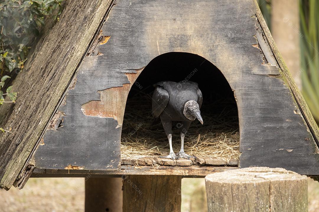 Abutre passaro aves Imagem JPG